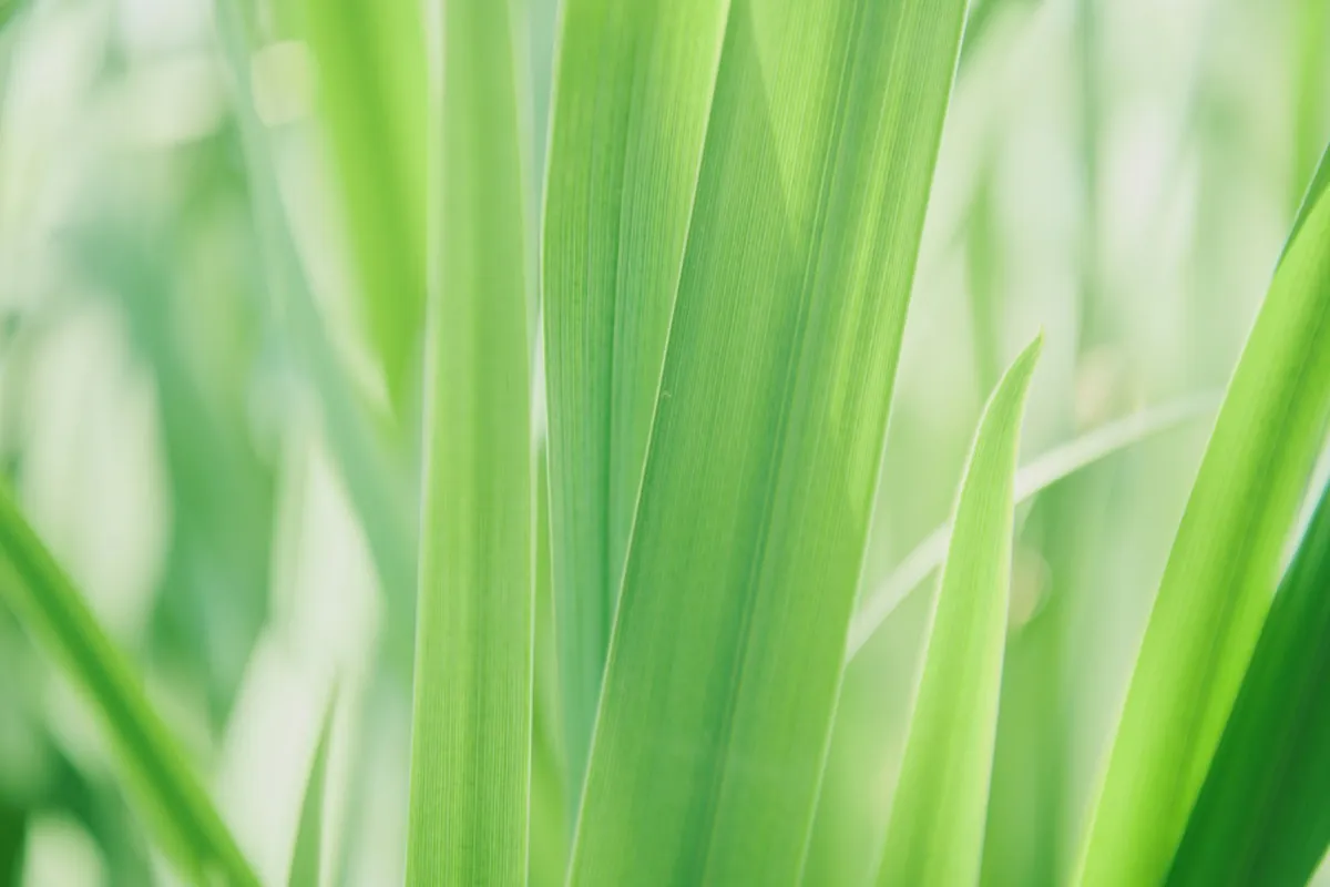 Close-up of green grass blades in soft natural lighting