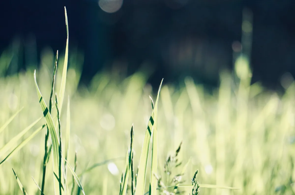 Close-up of fine green grass texture in shallow focus