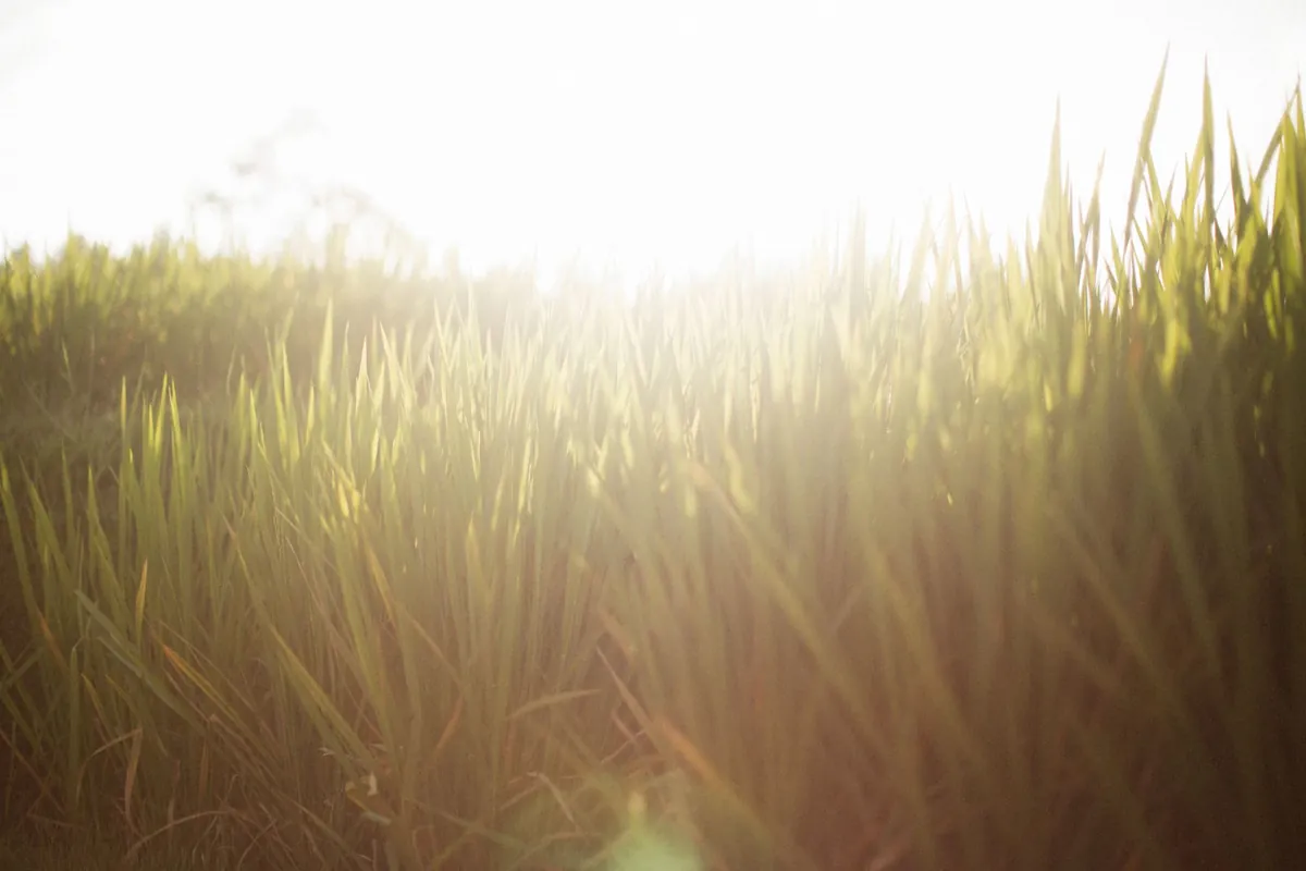 Green grass under bright sunlight