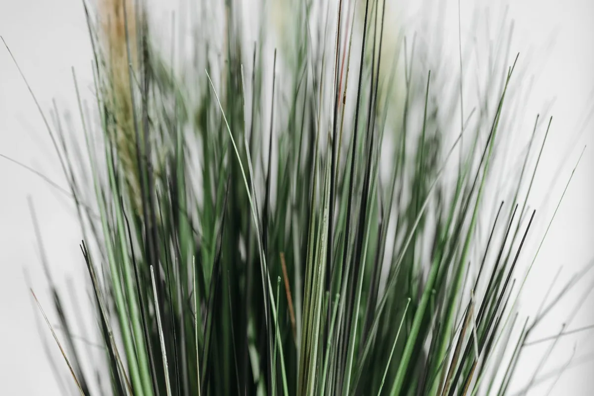 Upright green grass blades in sharp focus against a pale backdrop