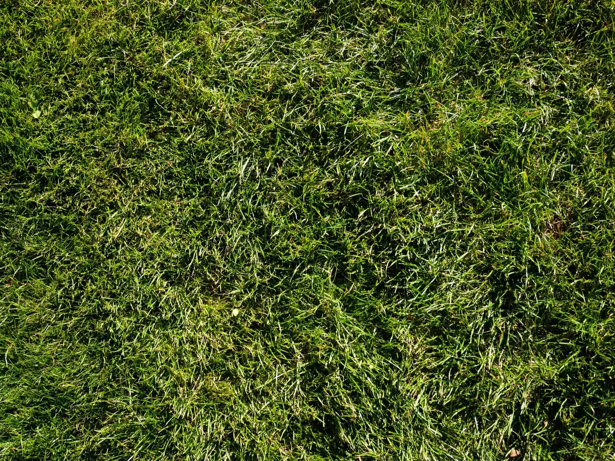 Dense green turf fibres close up: the wear surface a prepared hard base has to support