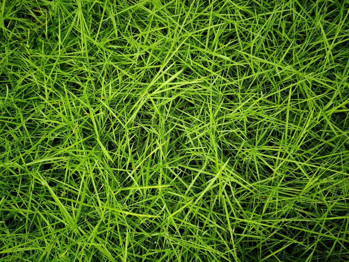 Close view of green sports turf blades in daylight