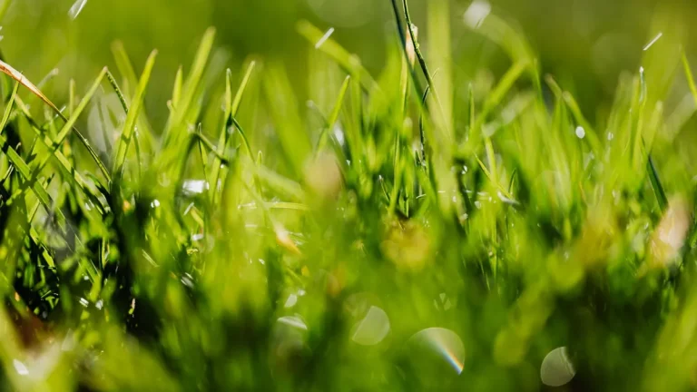 Close-up of fresh green grass in a sunny meadow