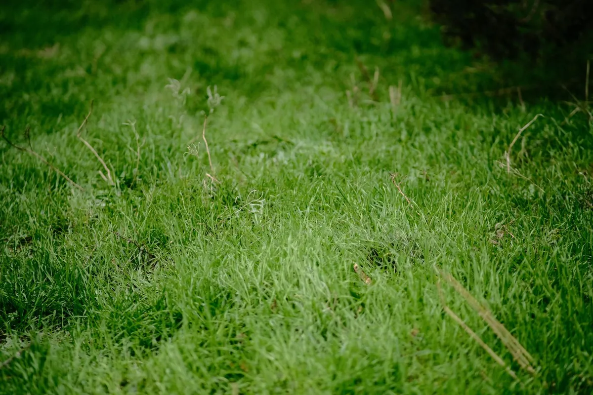 Close view of a lush green grass surface