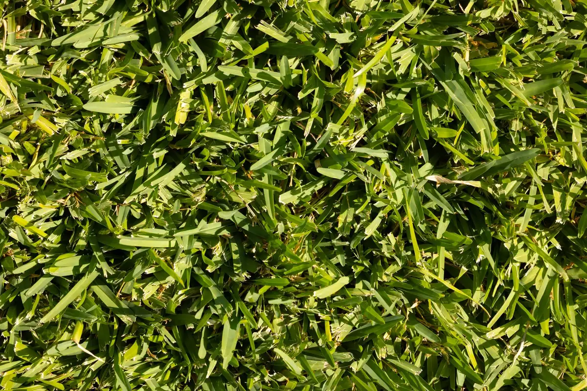 Detailed view of green grass on the ground
