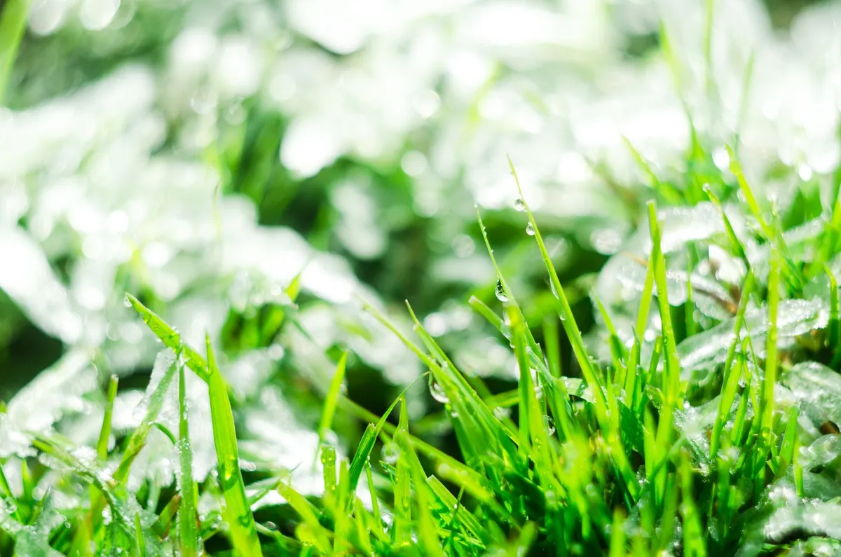 Close view of dew on green grass blades