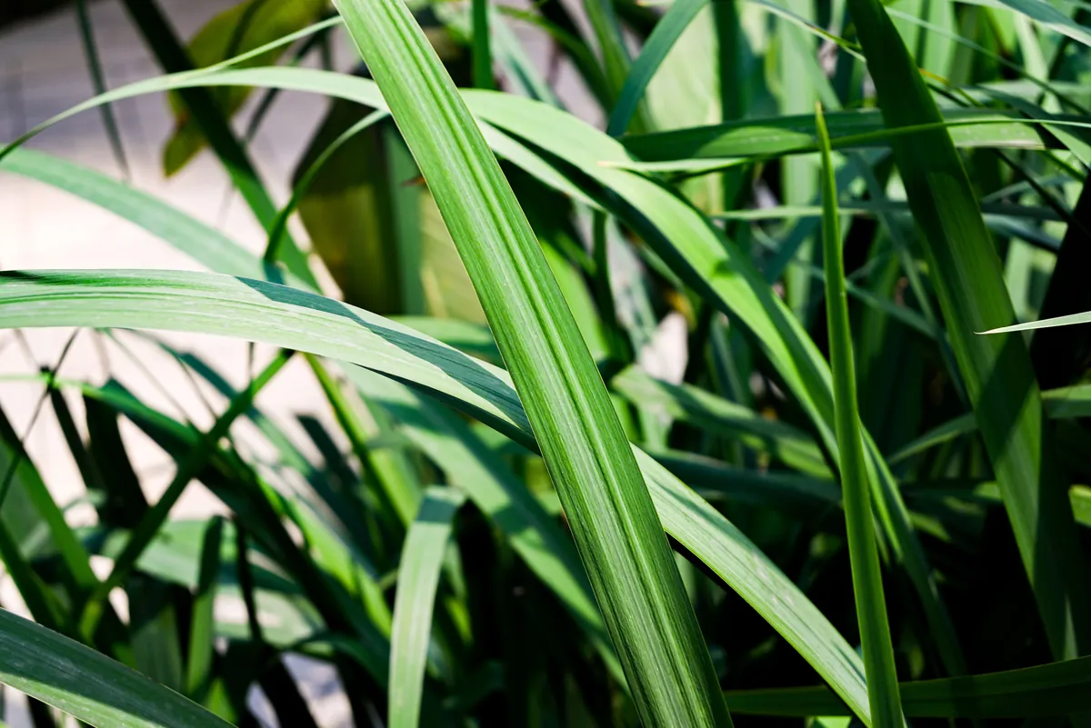 Primer plano de hierba verde brillante con hojas largas bajo la luz solar