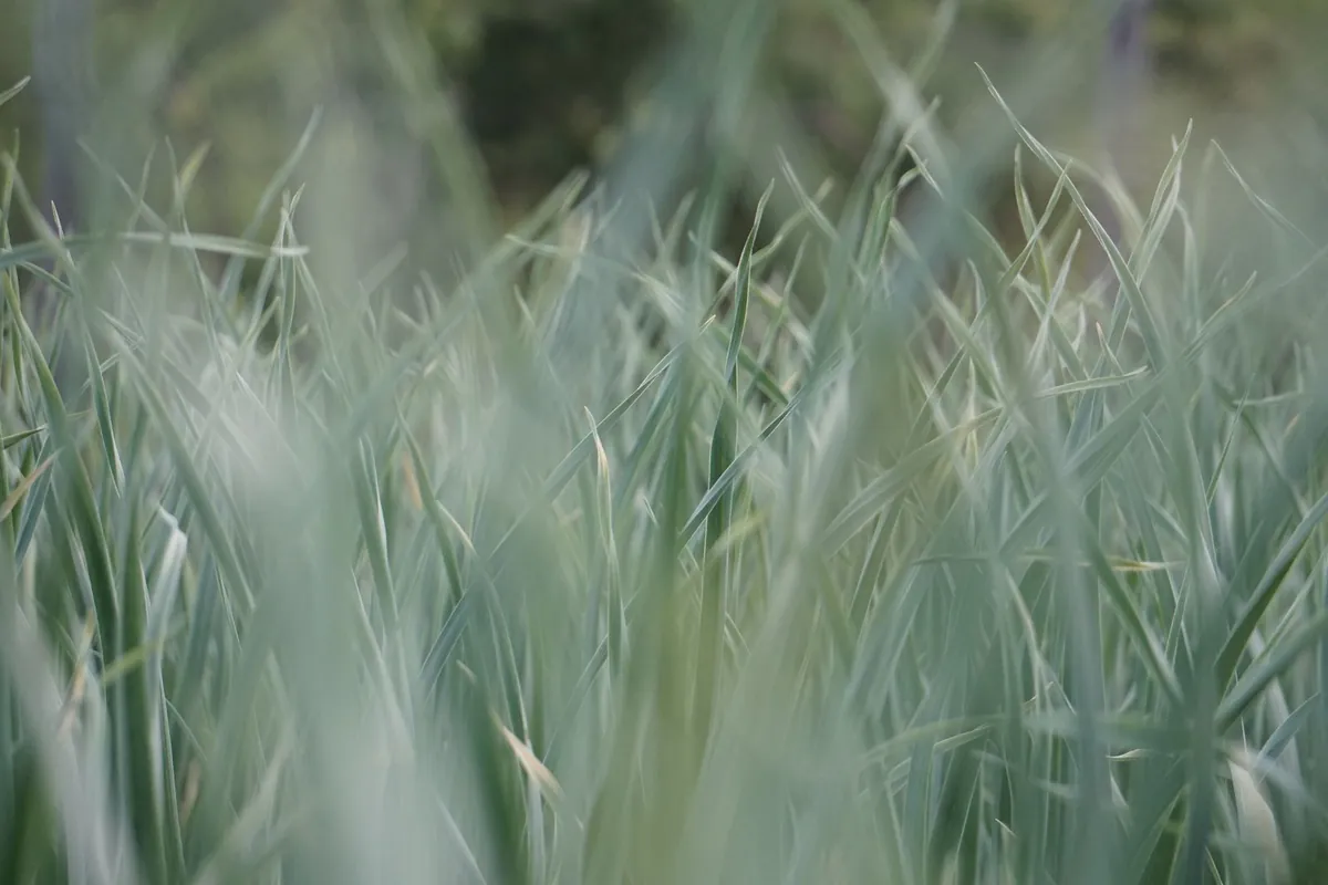 Close-up of tall green grass blades in soft focus