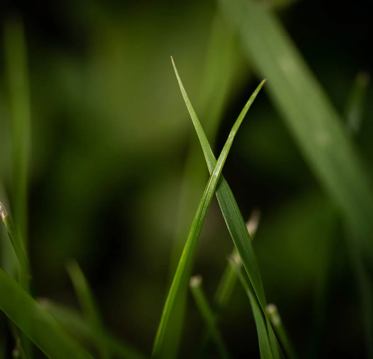 Close-up of vibrant green grass blades on a sports surface