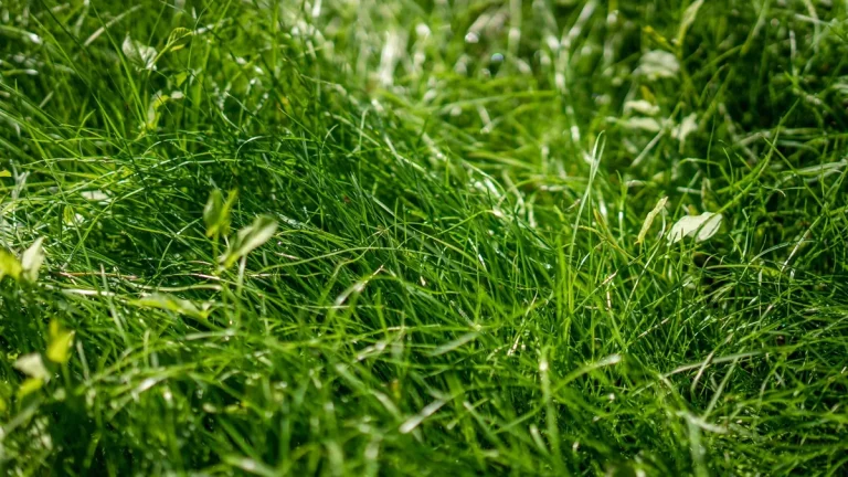 Vibrant close-up of lush green grass basking in warm sunlight.