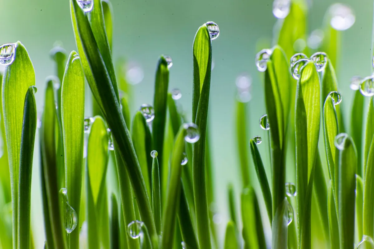 Close-up of dense green artificial soccer turf blades