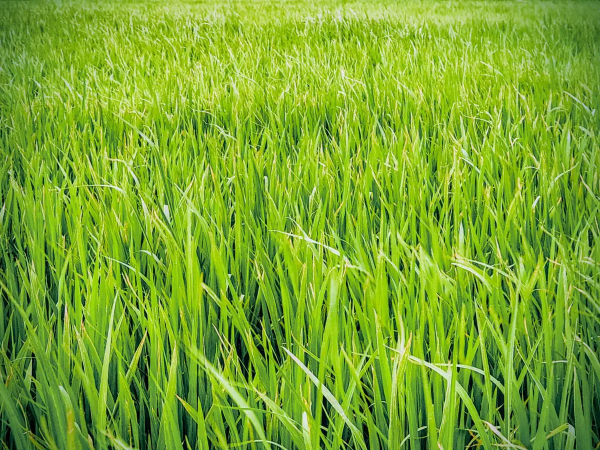 Fine texture of green synthetic grass on a pitch