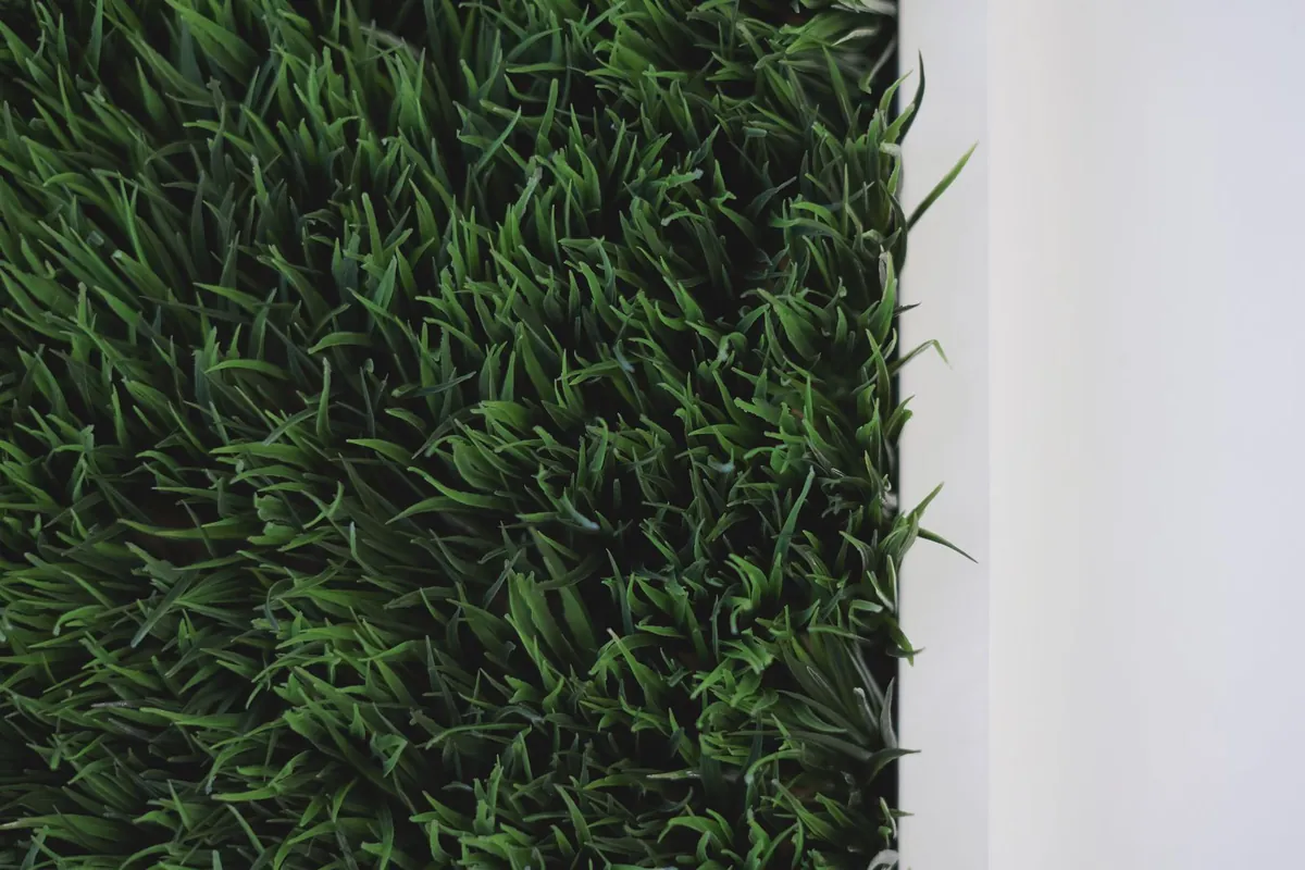 Close-up of vibrant green grass against a plain light background