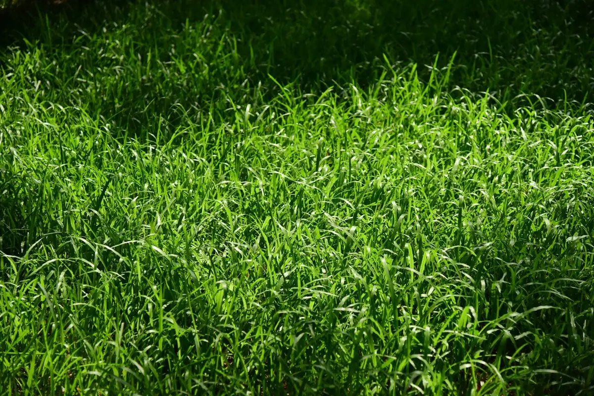 Sunlit green grass surface across an outdoor lawn