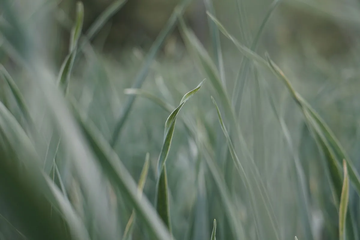 Soft-focus close-up of green grass blades
