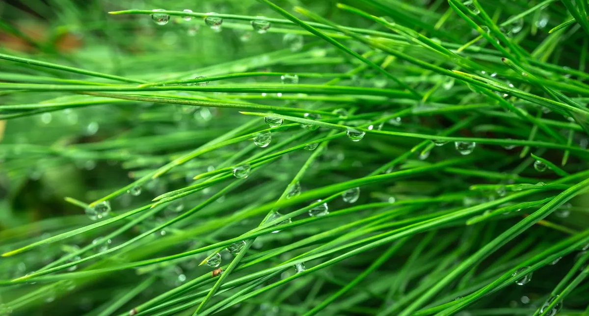 Close-up of green grass blades with morning dew