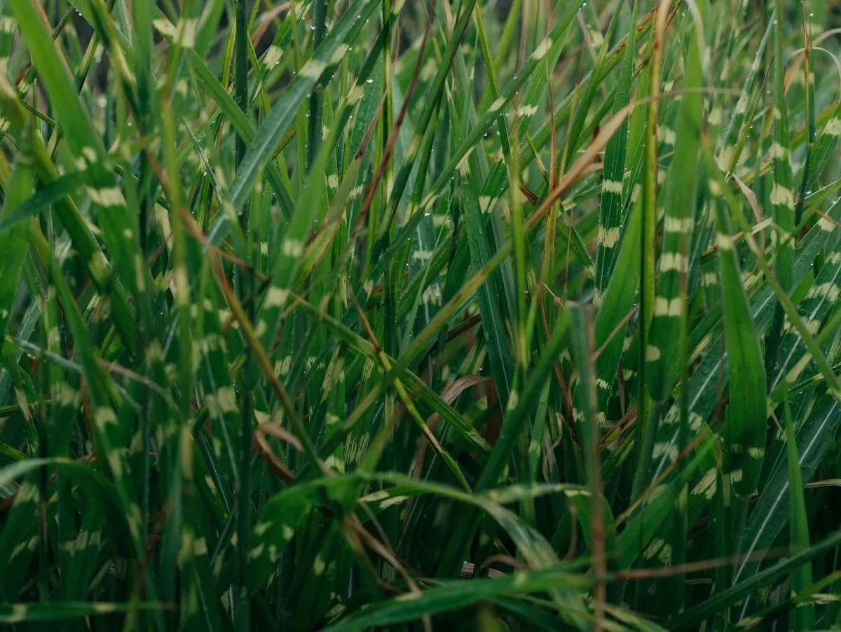 Close-up of striped green grass blades with rain droplets