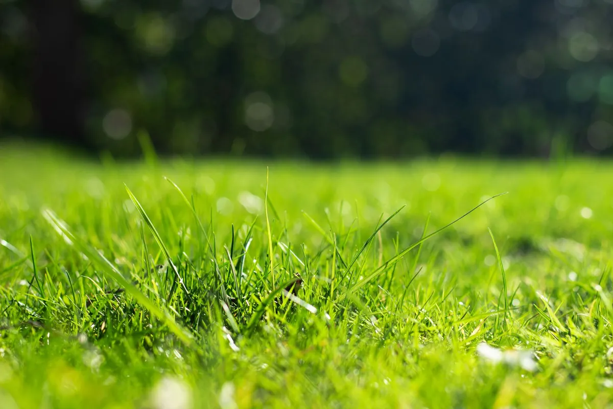 Artificial grass lawn in direct sunlight