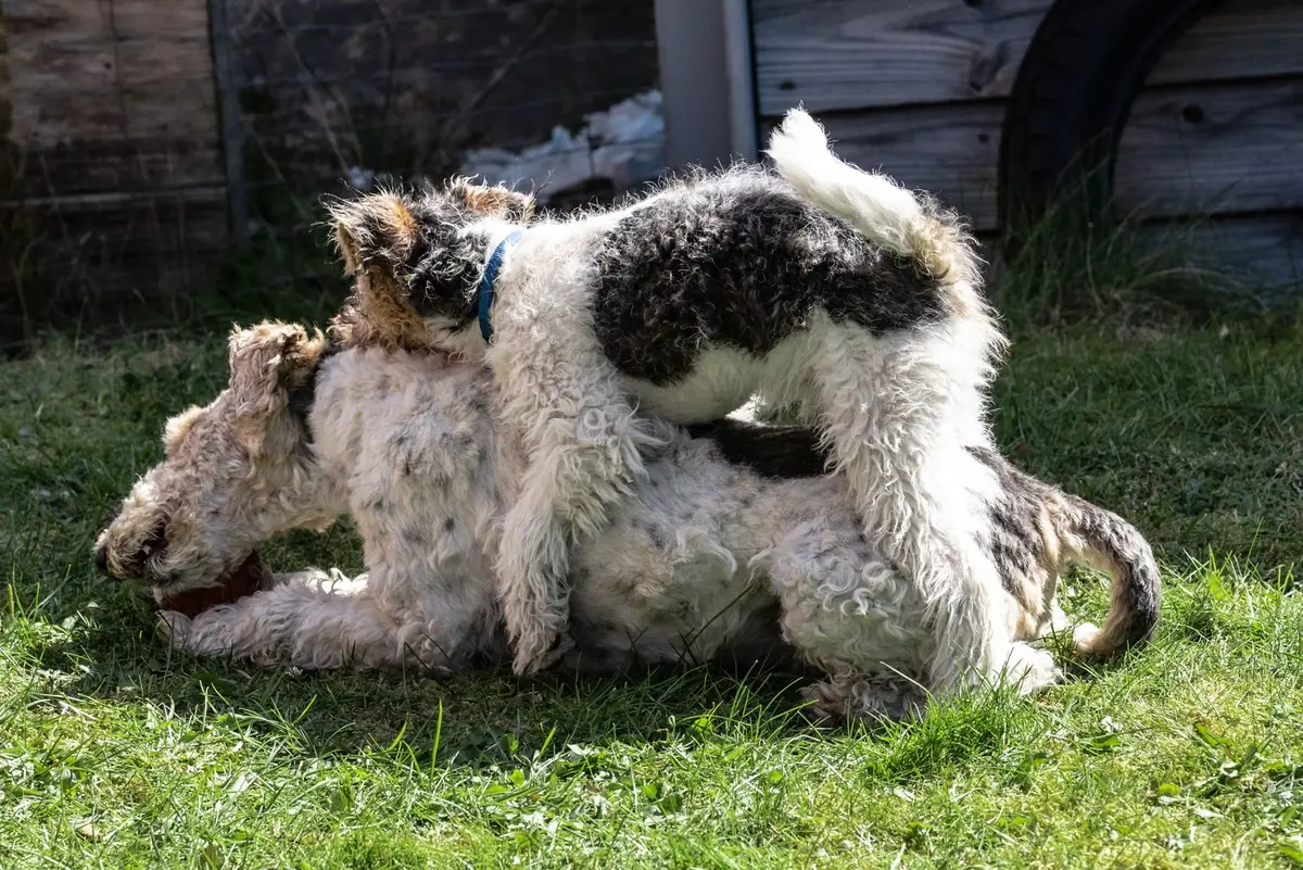 Dog playing with a ball on green artificial grass in a garden