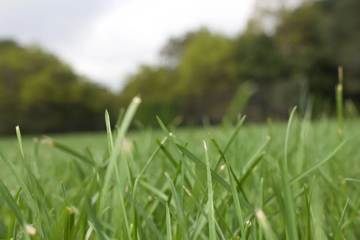 Close view of green grass blades in a field