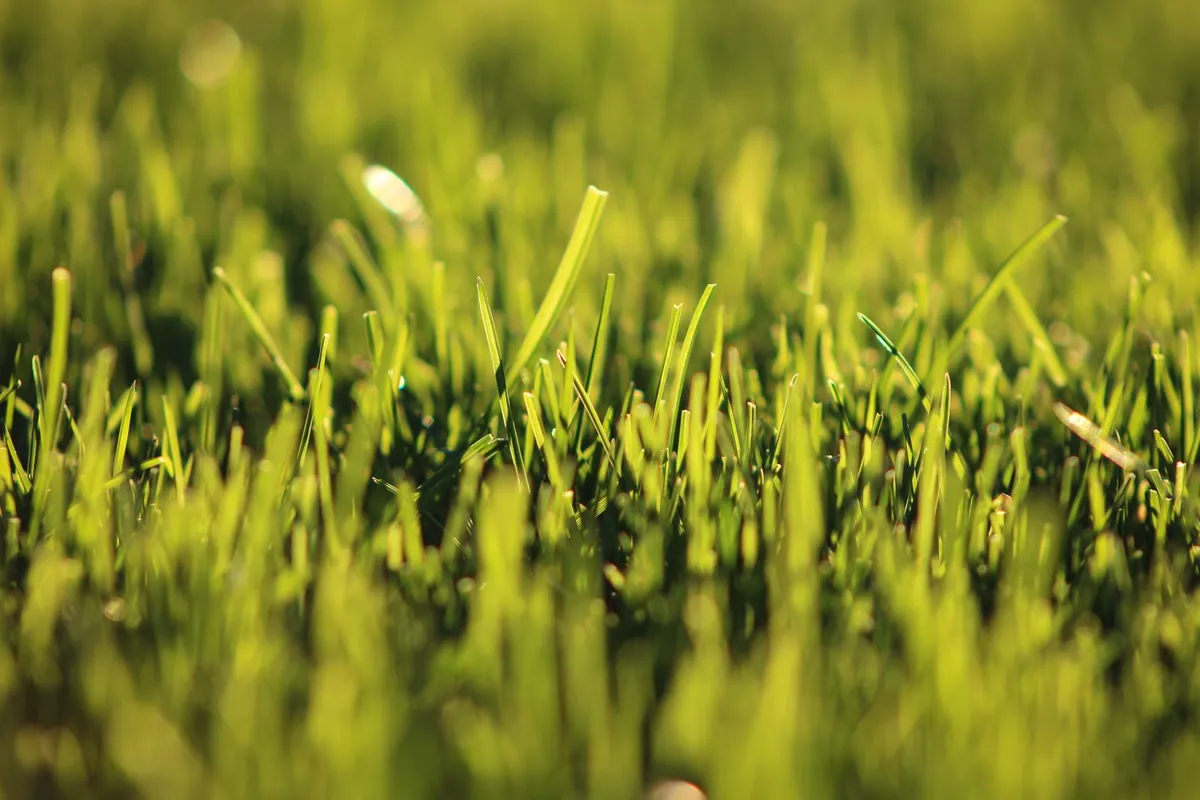 Detailed view of green grass blades in sunlight