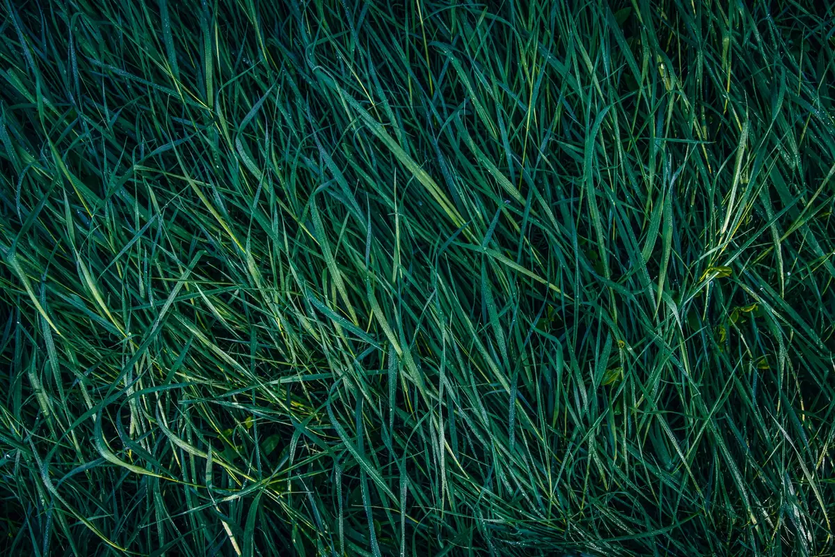 Morning dew on green grass