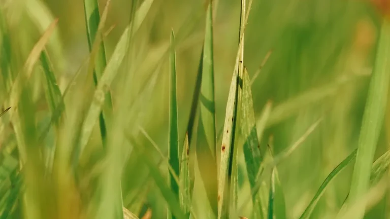 Close-up view of green grass blades in natural sunlight