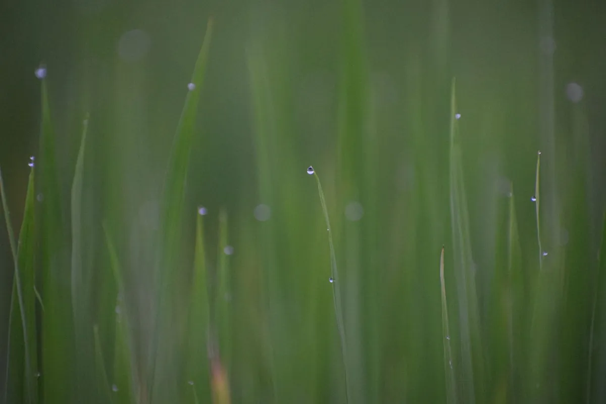 Green grass blades with dewdrops photographed close up