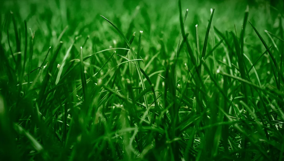 Close view of dense green grass