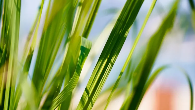 Lush green grass blades in daylight