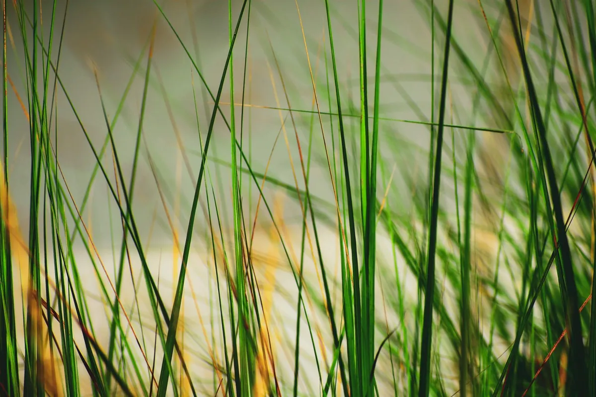 Sunlit green grass blades close up