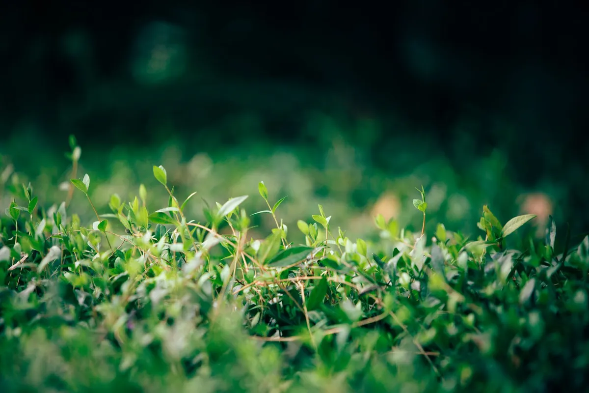 Dense green grass with a blurred background