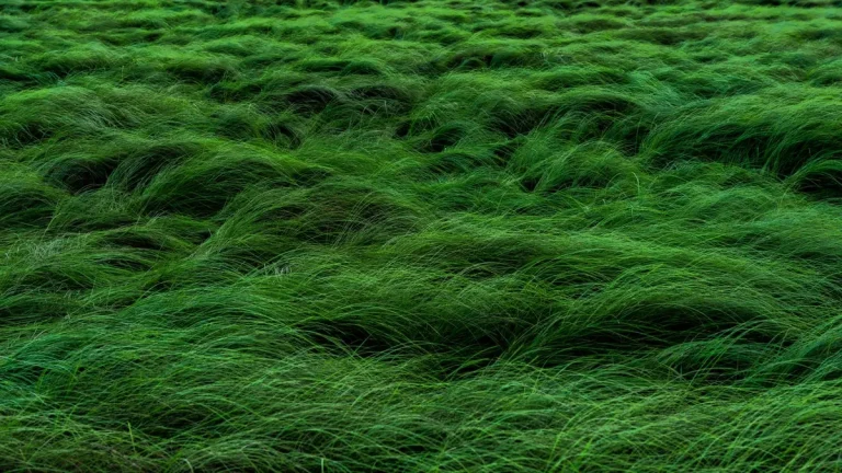 Which NFL Stadiums Have Artificial Turf vs. Real Grass?