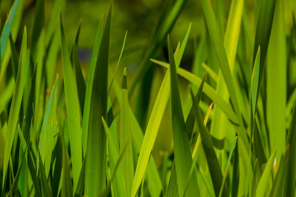 Vibrant green grass blades close up