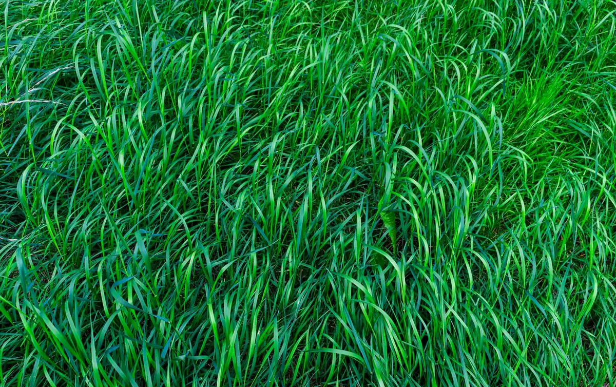 Close-up of dense dark green artificial grass blades