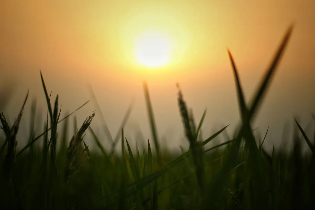 Morning sunlight on green grass blades in a field