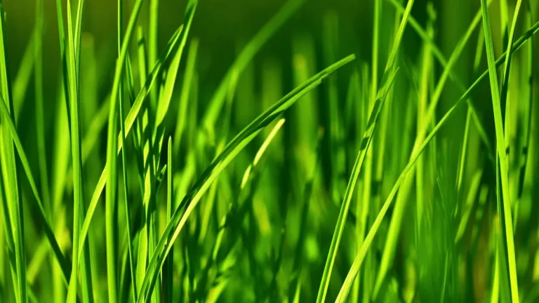 Close-up of fresh green grass blades in daylight