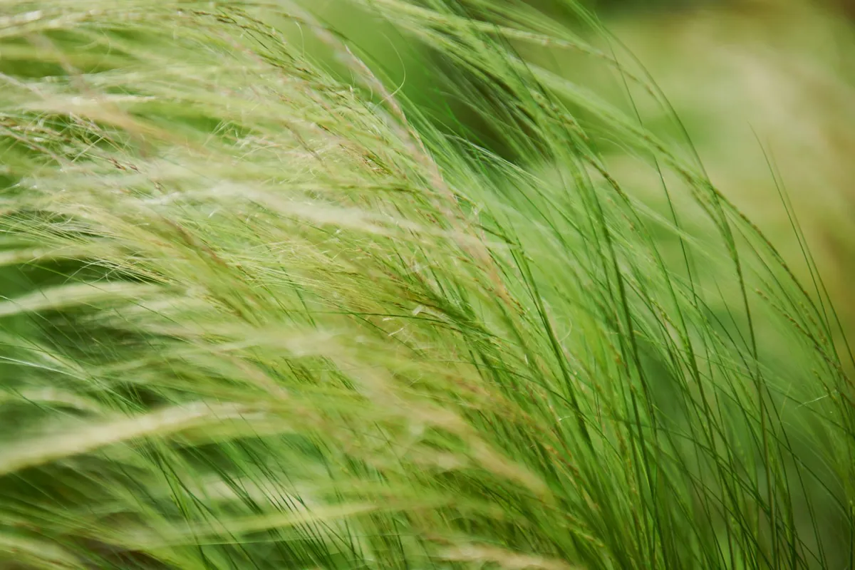 Close view of green grass blades