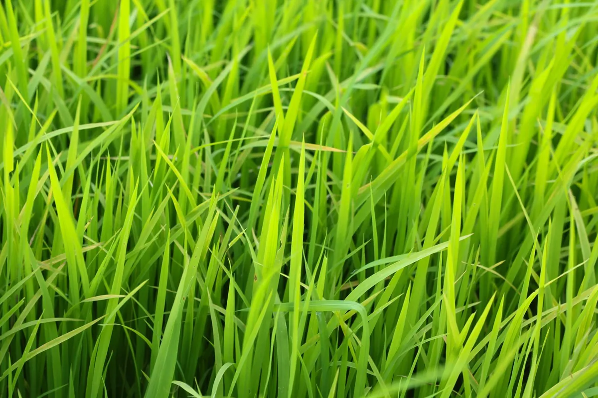 Even green grass surface in daylight