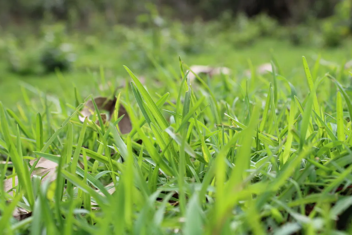 Daylight falling across a green grass surface