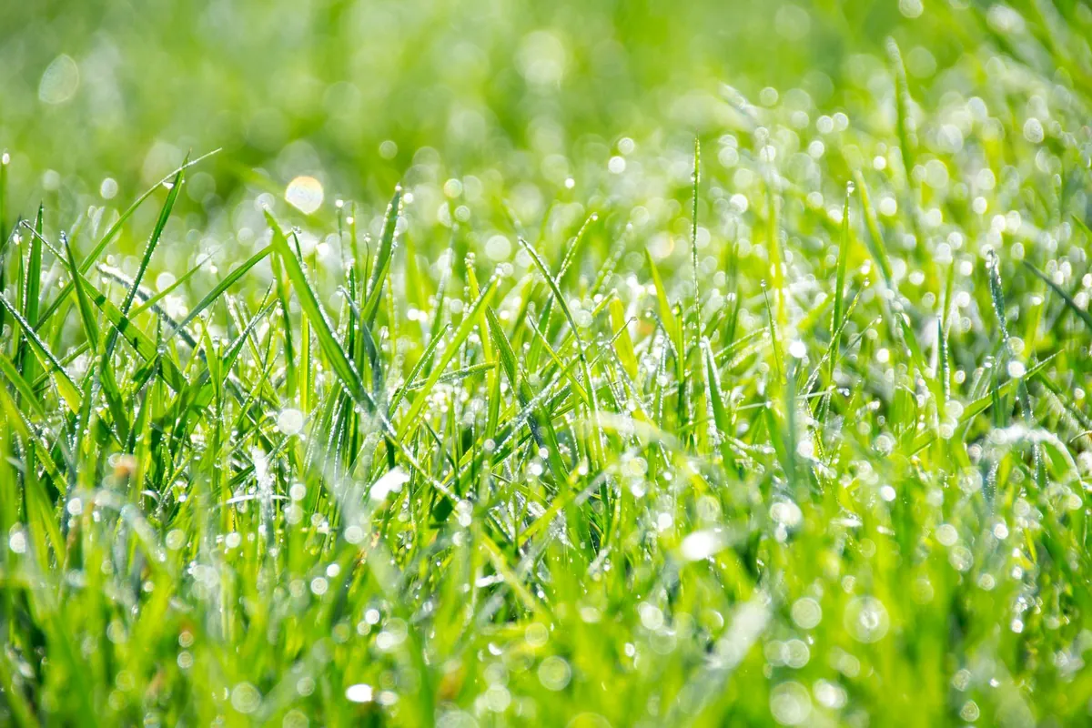 Close view of dew beads resting on grass blades