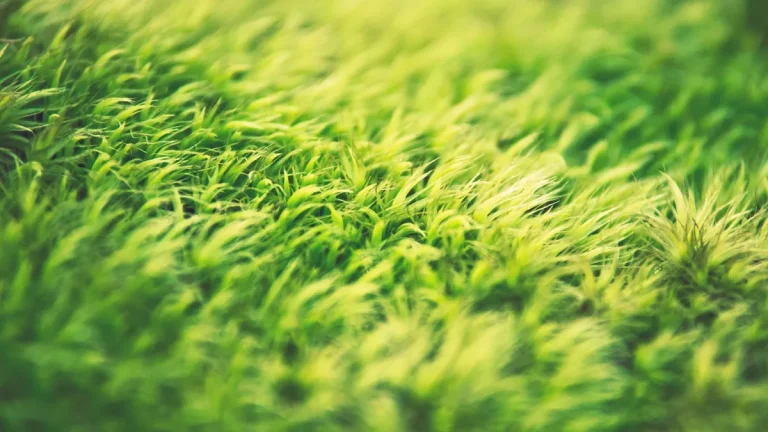Sunlit green grass blades