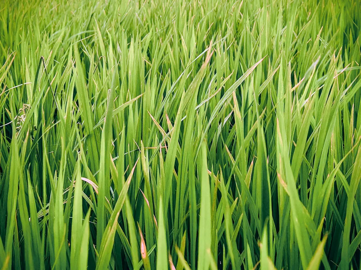 Close view of green grass blades