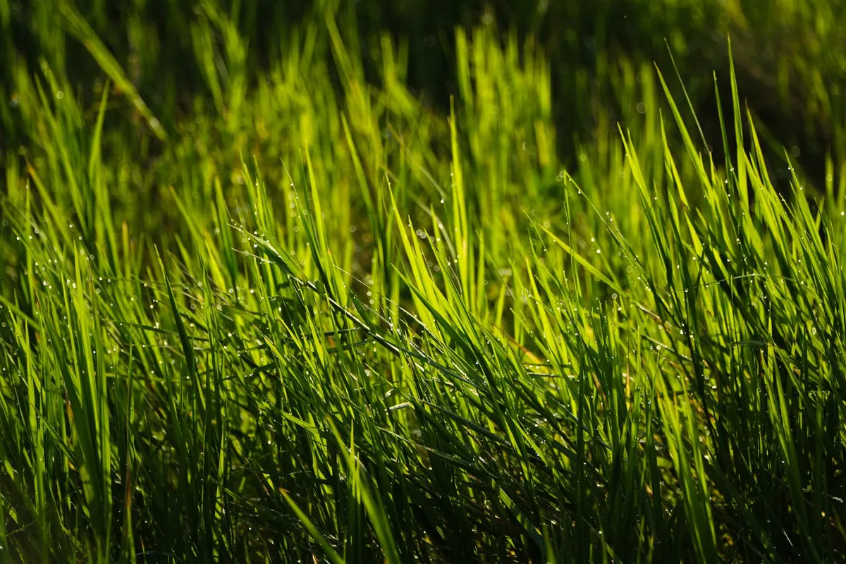 Grass blades with morning dew
