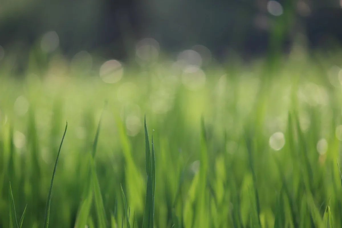 Even green grass under open daylight